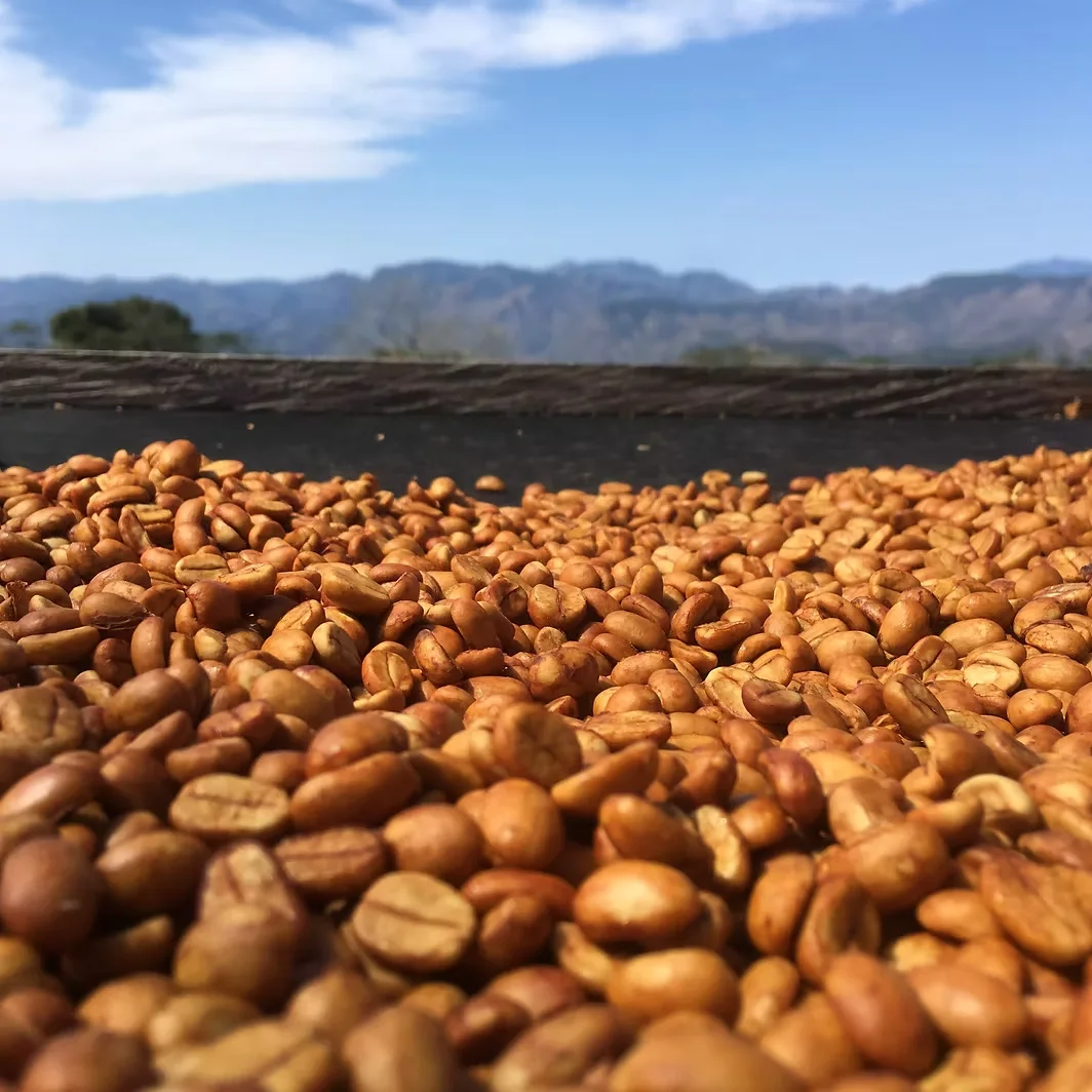 Coffee beans drying in the sun on a raised patio at origin, mountains behind